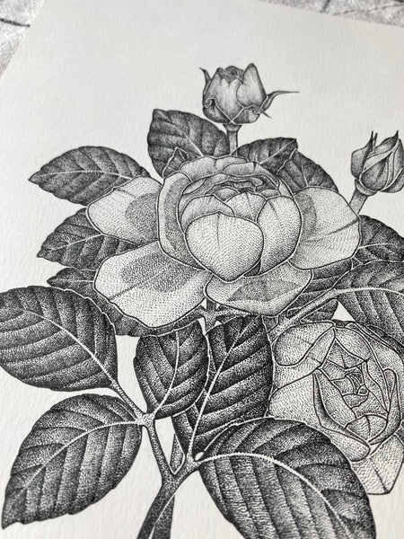 Rose Original Drawing - A4