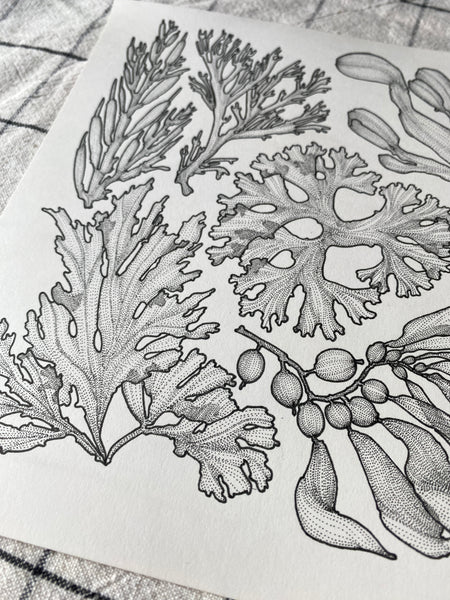 Seaweed Original Drawing - 21cm x 21cm
