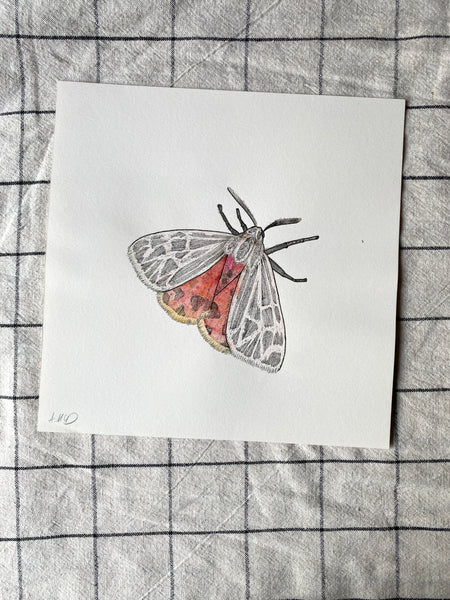 Watercolour Tiger Moth Original Drawing - 21cm x 21cm