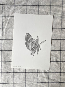 Flying Moth Original Drawing - A5