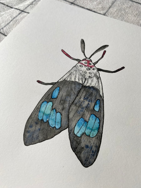 Watercolour Original Moth Drawing - 21cm x 21cm