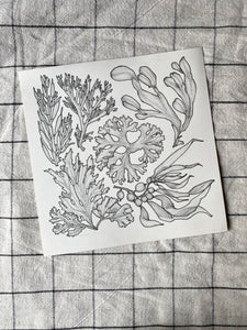 Seaweed Original Drawing - 21cm x 21cm