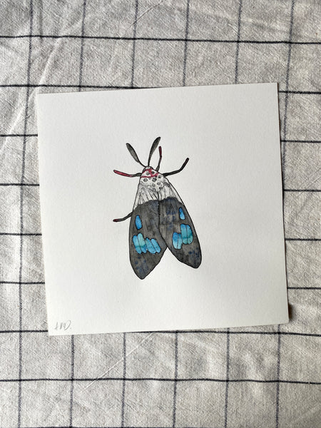 Watercolour Original Moth Drawing - 21cm x 21cm
