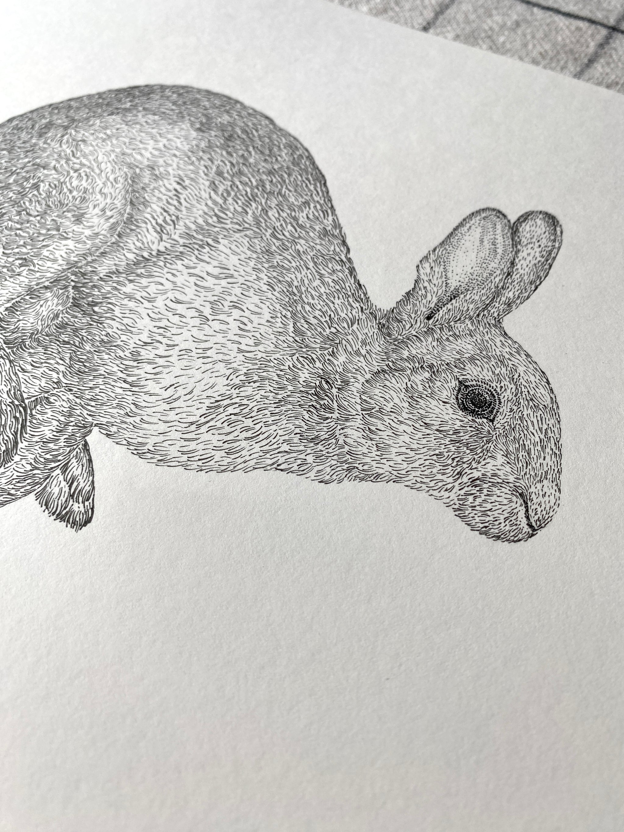 Running Rabbit Drawing