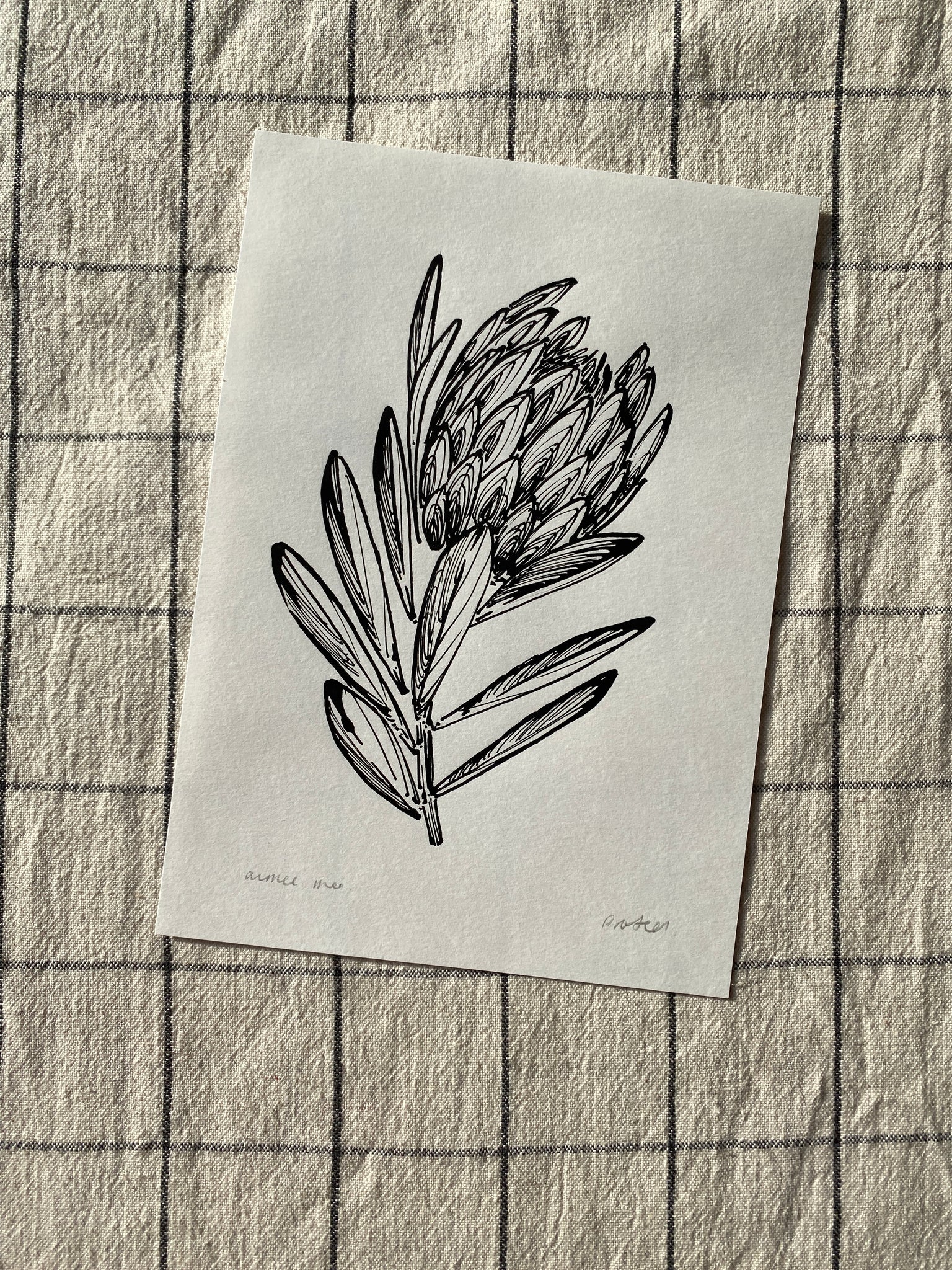 Protea Original Drawing - A5