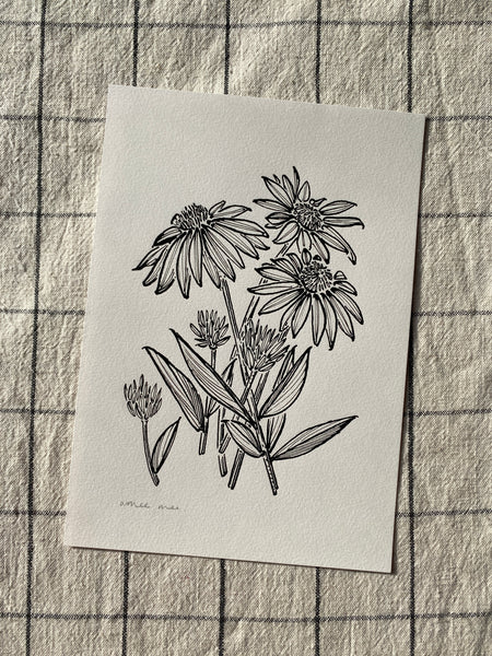 Echinacea Original Drawing -A5