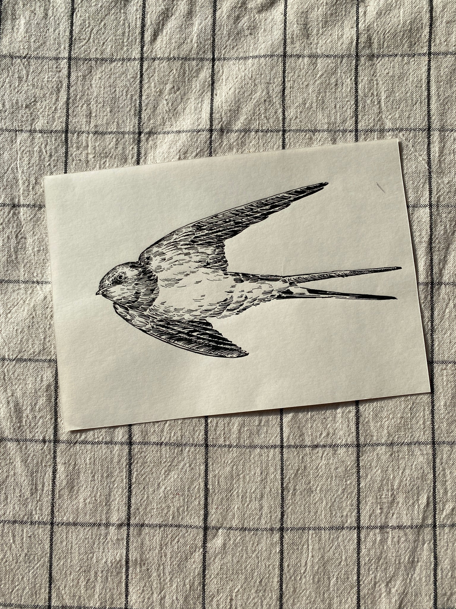 Swallow Original Drawing -A5