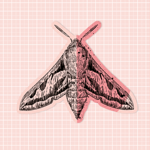 Hawk Moth Sticker