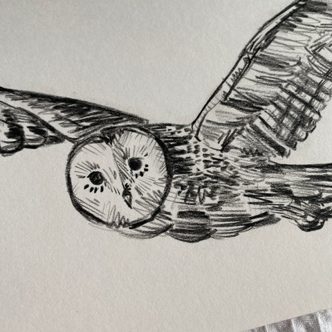 Barn Owl Original Drawing